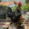 K9 profil fotoğrafı