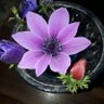 Mİ 🎼 ne 🌸#🇹🇷 profil fotoğrafı