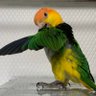 えびふらいのしっぽ profil fotoğrafı