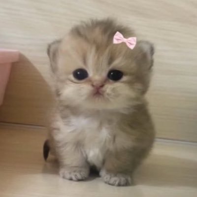 ppeachayah's profile picture