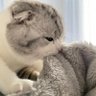 ぷぅ profil fotoğrafı