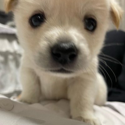 yyamhh's profile picture