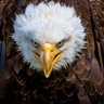 PissedOffEagle profil fotoğrafı