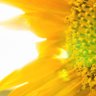 MindfulLiving 的头像