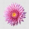 Benko.sss's profile picture