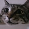 Profilbild von くせげねこ