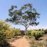 Logy Australian🌐 profil fotoğrafı