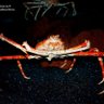 Profilbild von Undevourable Crab of the Cosmos