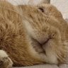 ももち🐰らん🐰飼い主🙎♀️の日常's profile picture