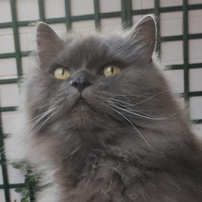 ๐
ผ๐
ธ๐๐
ธ๐
ต๐๐ฆ's profile picture