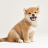 小狗爱小猫 profil fotoğrafı
