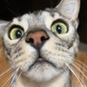 Profilbild von ドッペルゲンガー🐾
