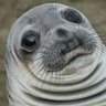 Foca Fives's profile picture