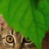 Toxic Cat man profil fotoğrafı