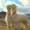 moumou profil fotoğrafı