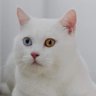 incredula profil fotoğrafı