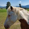 WildHorseWisdom 的头像
