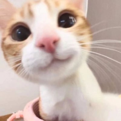 小蝴蝶's profile picture