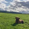 Profilbild von Bear