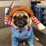 CubsPugsandMalinois's profile picture