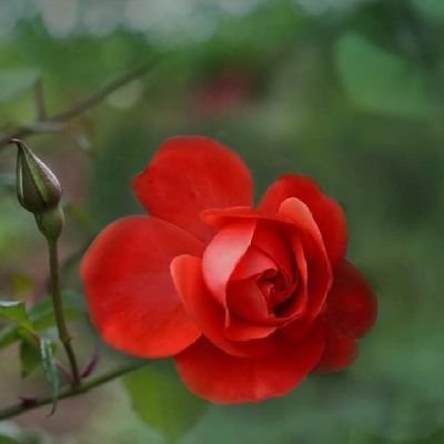 esraukba's profile picture