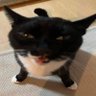 ungatito preto profil fotoğrafı