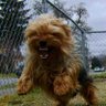 Фото профиля YorkieFights