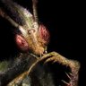 Atheist mantis's profile picture