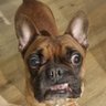 Shurik 2.0 profil fotoğrafı