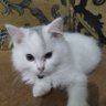 Boy Basae profil fotoğrafı
