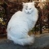 Fevzi Portakal's profile picture