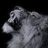 BABS🦁🕊️ 的头像