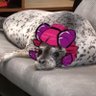 Nova's profile picture