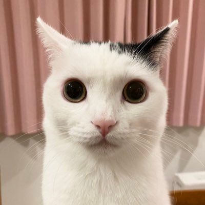 まつもとたける's profile picture