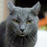 Diallon's profile picture