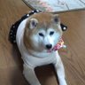 Profilbild von 新見ルイ