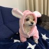 チロリン's profile picture