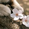 SAKURA profil fotoğrafı