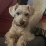 Profilbild von Pork Chop