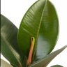 Ficus profil fotoğrafı