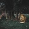 Фото профиля LionSebastian