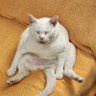 AcetheCat's profile picture