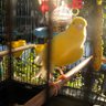 Norman the Canary III's profile picture