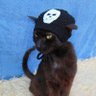 Profilbild von rato boludo