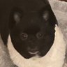 Michele Gehring's profile picture