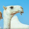 المشمرخ . 的头像