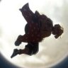 Profilbild von v_Shinobi_v