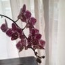 Фото профиля Athalia