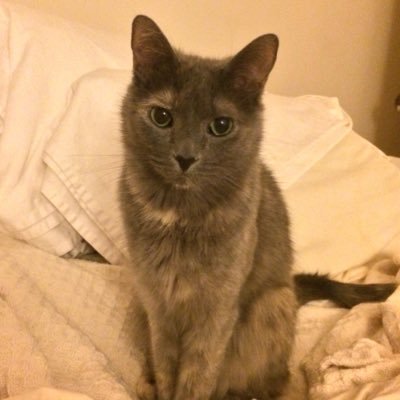 LunarOptimus's profile picture