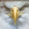 清风骑士's profile picture